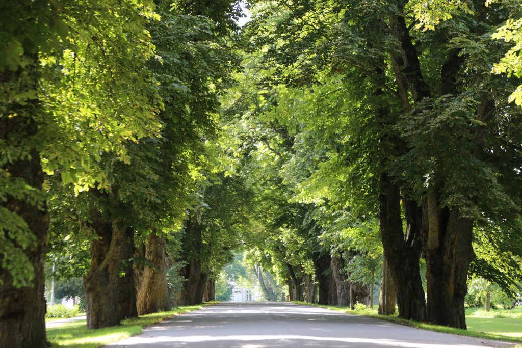 Koku aleja ar lieliem, zaļiem kokiem abās ceļa pusēs veido dabisku tuneli. Saules gaisma filtrējas caur lapotni, izgaismojot ceļu un radot mierīgu, ainavisku skatu, kas raksturīgs Kurzemes lauku ainavai.
