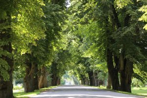 Koku aleja ar lieliem, zaļiem kokiem abās ceļa pusēs veido dabisku tuneli. Saules gaisma filtrējas caur lapotni, izgaismojot ceļu un radot mierīgu, ainavisku skatu, kas raksturīgs Kurzemes lauku ainavai.
