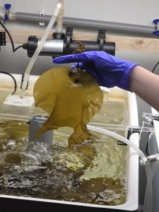 Cimdotā rokā virs ūdens tvertnes tur lielu brūnaļģes lapu; fonā redzamas caurules, sūknis un laboratorijas aprīkojums.